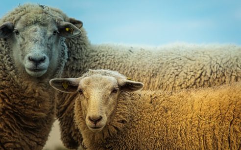 Crește ajutorul de minimis acordat crescătorilor de ovine pentru comercializarea lânii