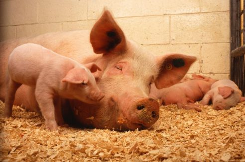 Reguli de biosecuritate legate de creșterea porcului în gospodărie
